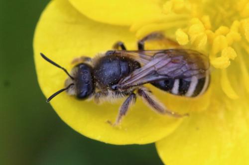 Lasioglossum (leucozonium-zonulum)